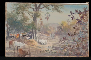 Vieh, Jambughoda, 2009